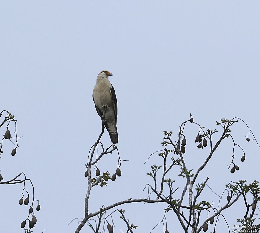 Caracara à tête jaune