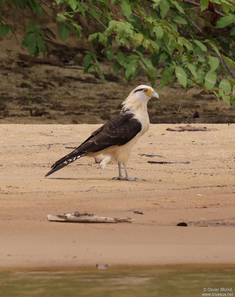 Caracara à tête jaune