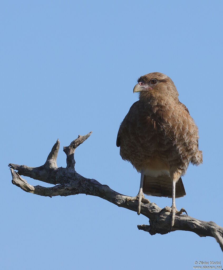 Chimango Caracara