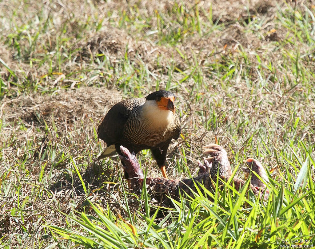 Caracara huppé