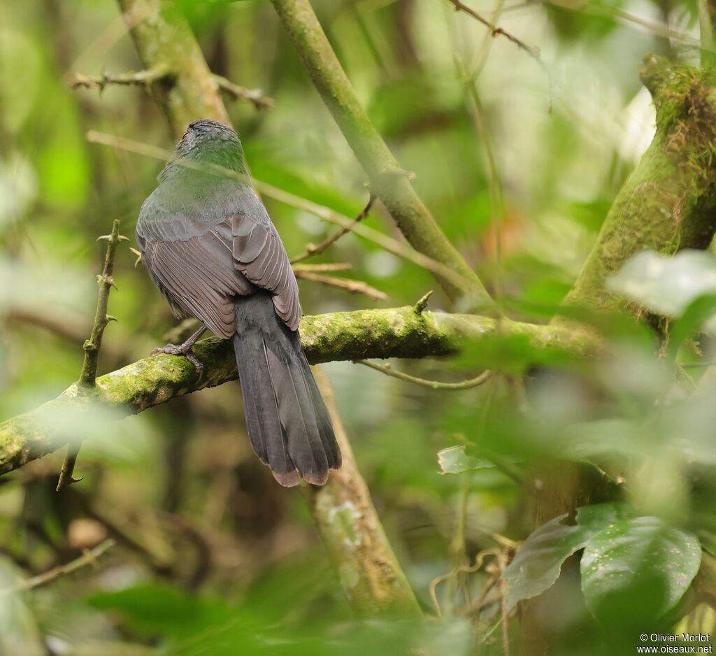 Black-throated Grosbeak