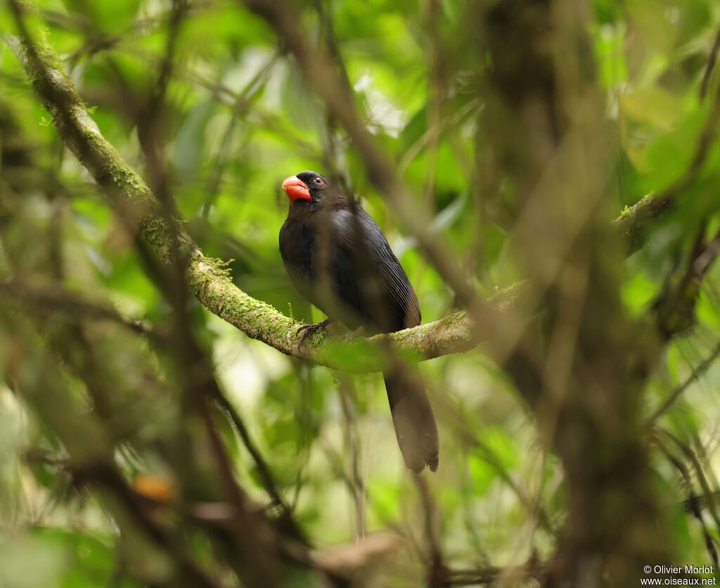 Black-throated Grosbeak