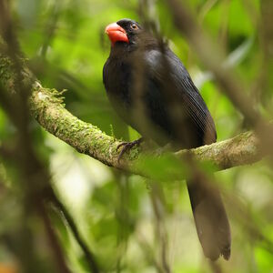 Cardinal fuligineux