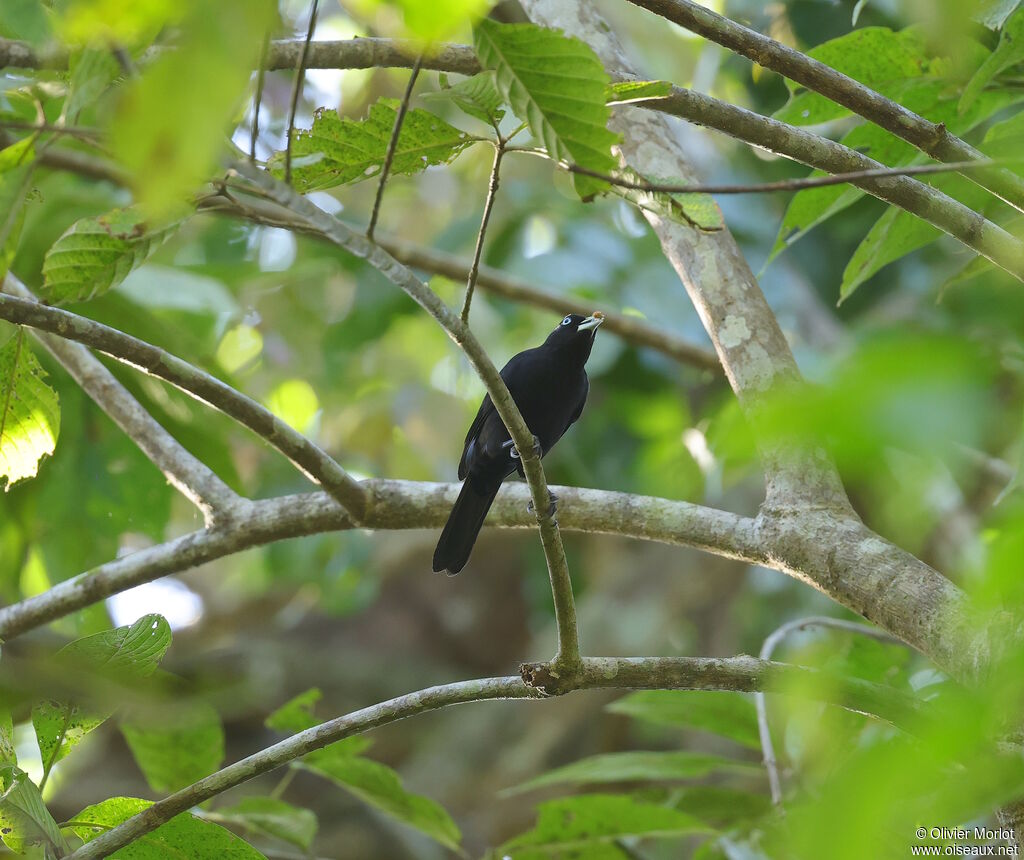 Cassique à bec mince