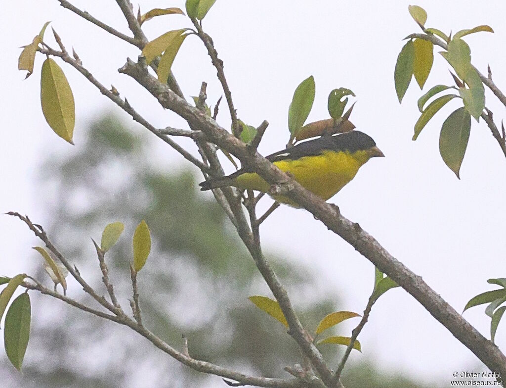 Lesser Goldfinch