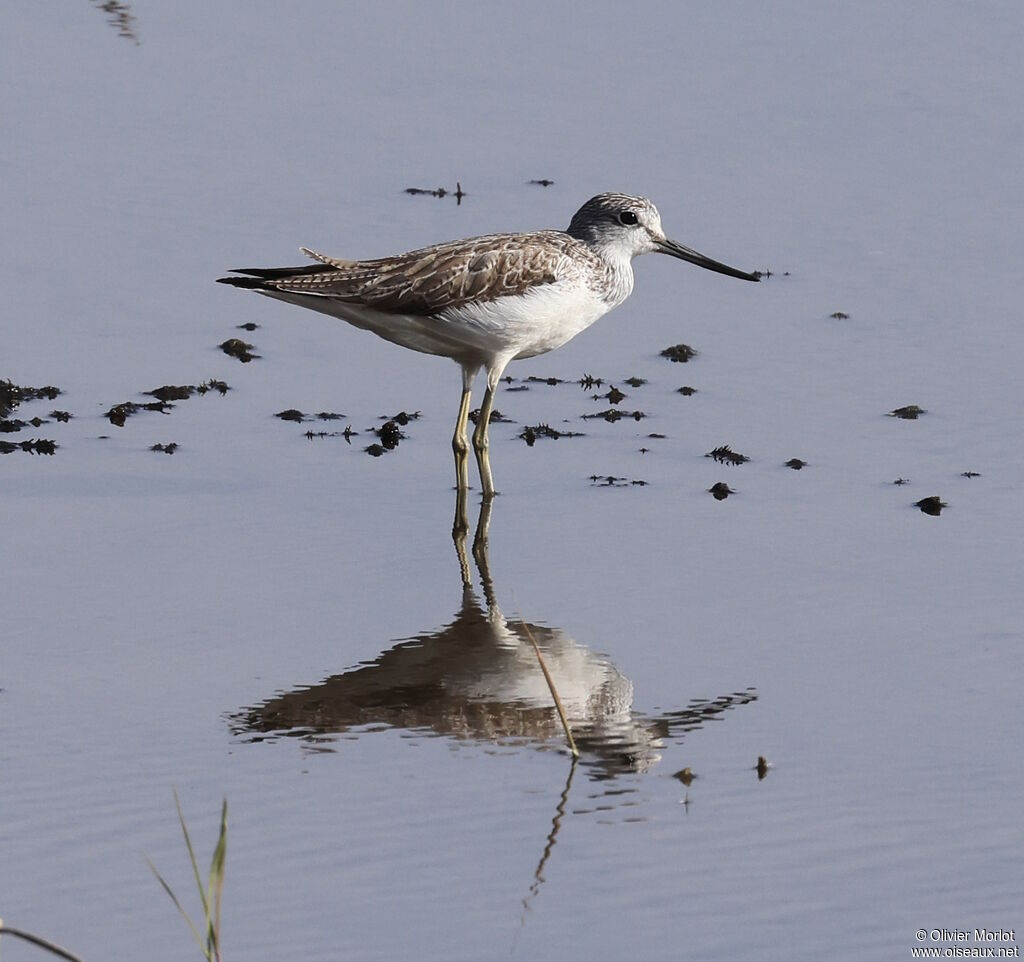 Common Greenshank