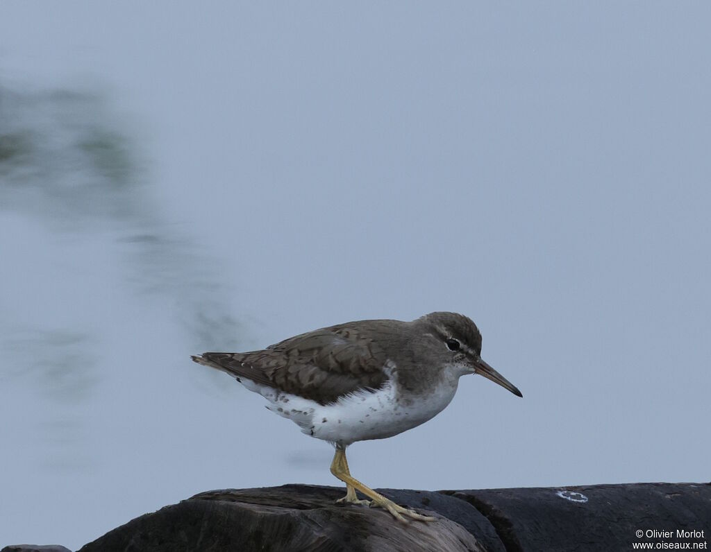 Spotted Sandpiper
