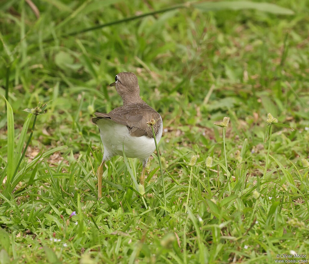 Chevalier griveléimmature