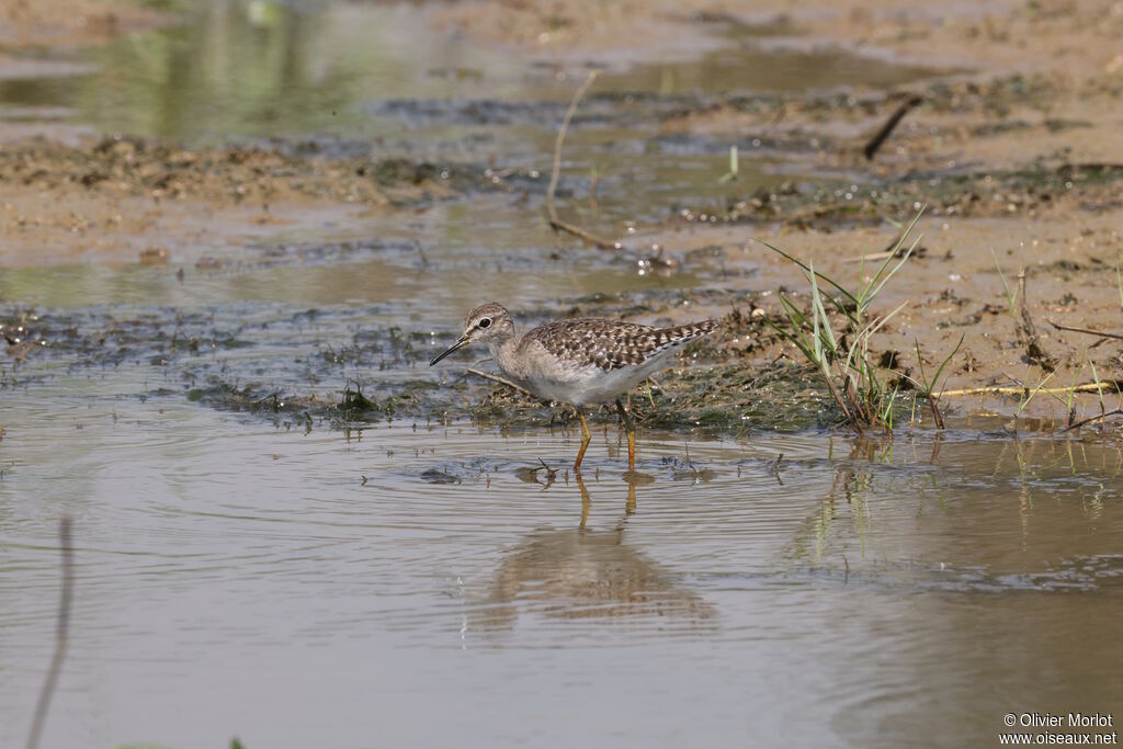 Wood Sandpiper
