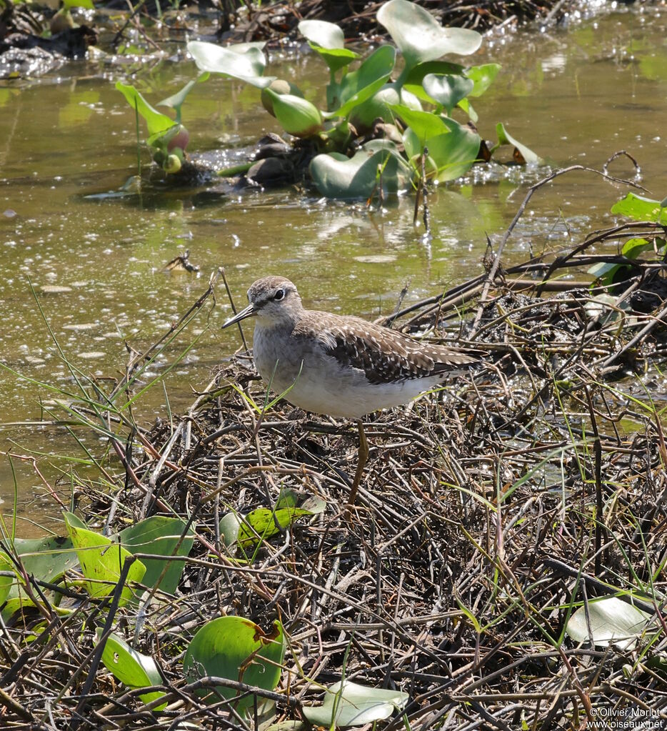 Wood Sandpiper