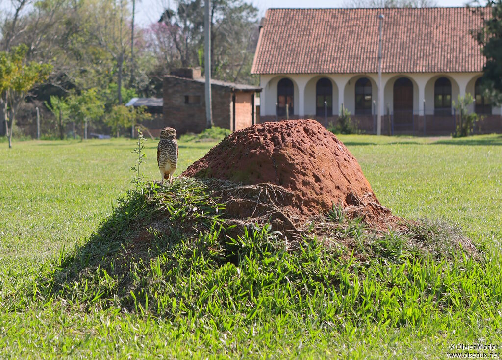Chevêche des terriers