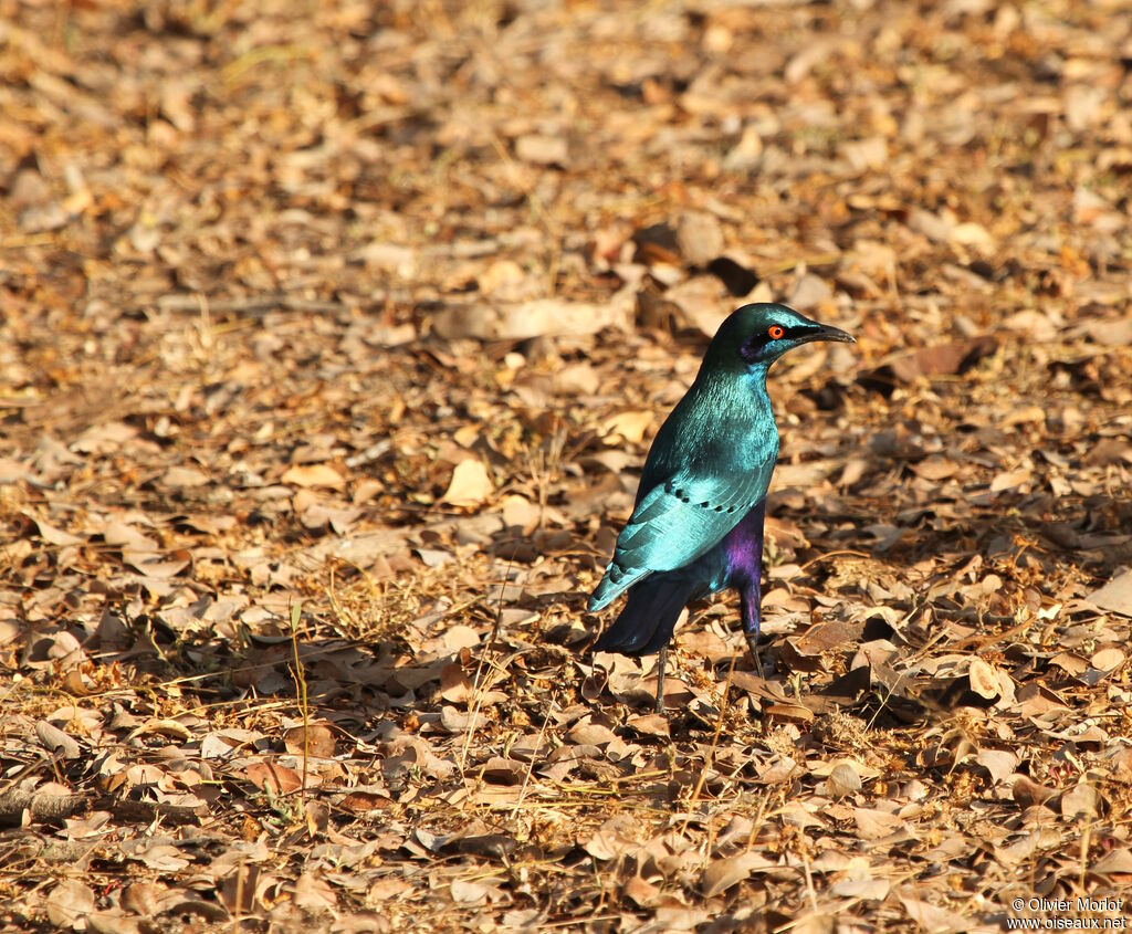 Lesser Blue-eared Starling