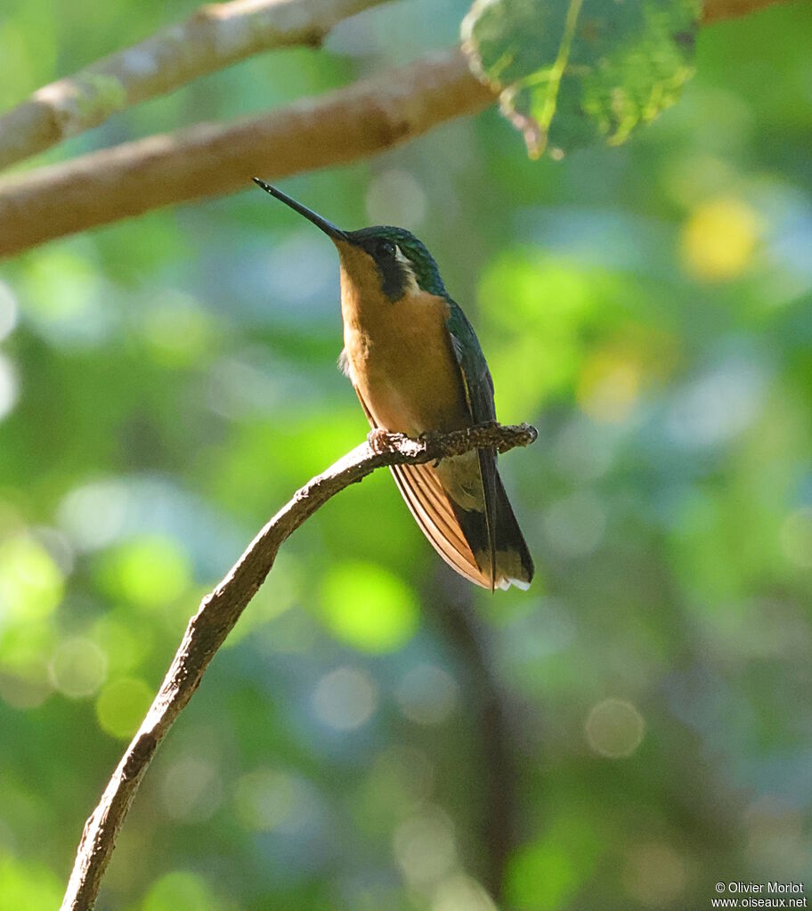 White-throated Mountaingem female