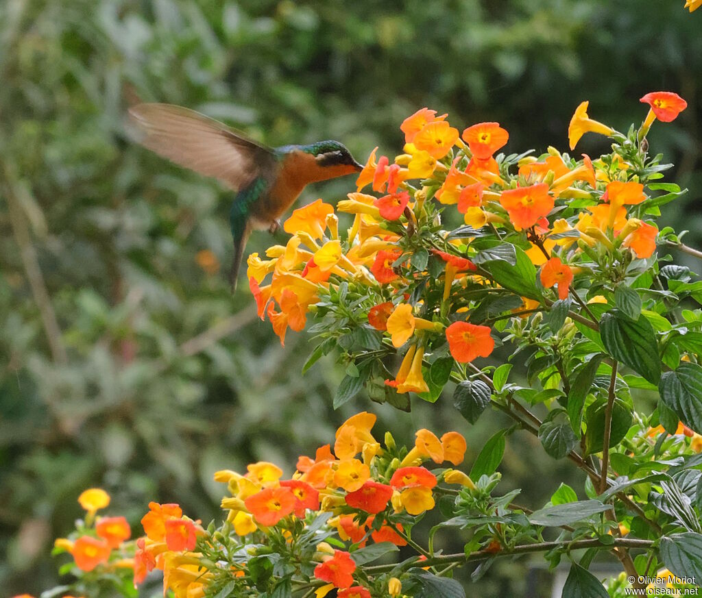 White-throated Mountaingem female