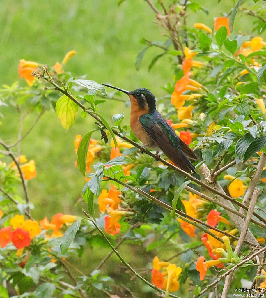 White-throated Mountaingem female