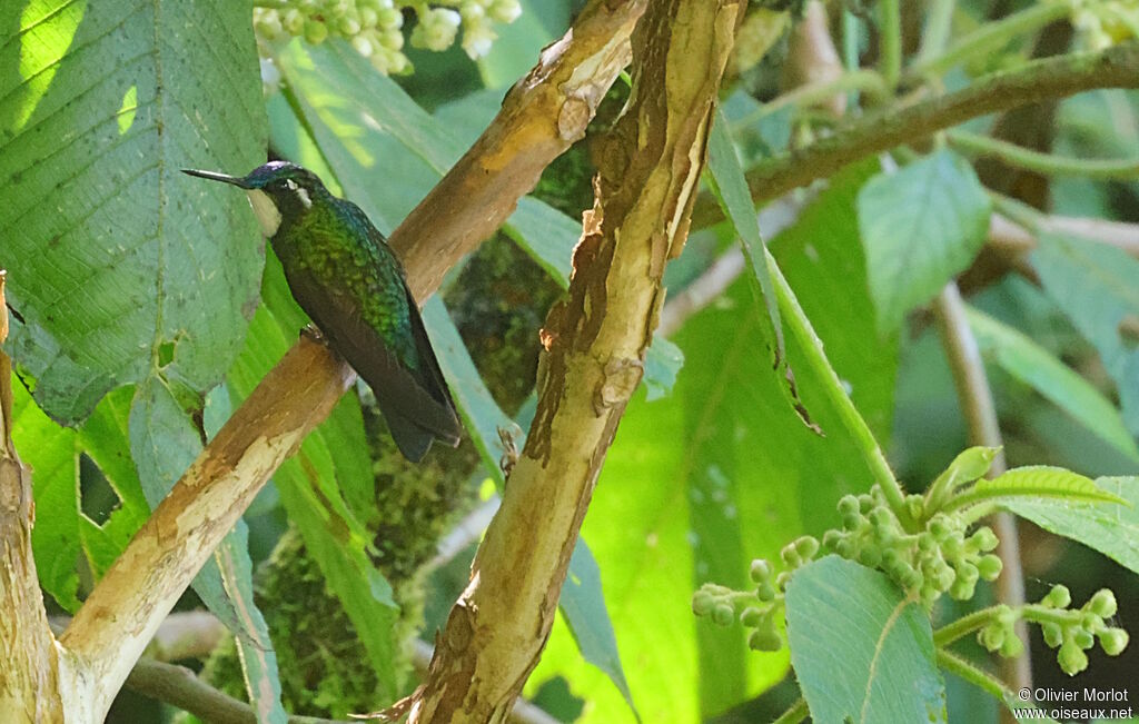 White-throated Mountaingem male