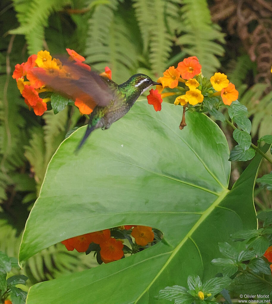 White-throated Mountaingem male