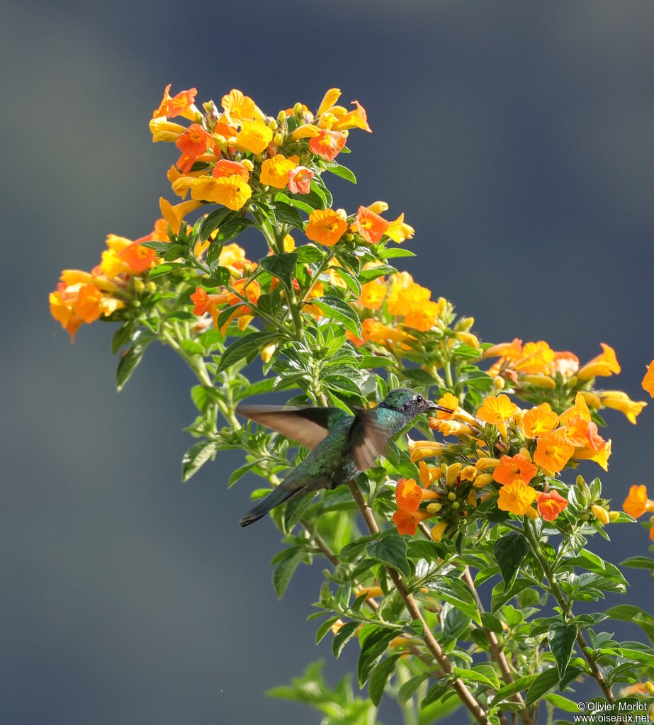 Sparkling Violetear