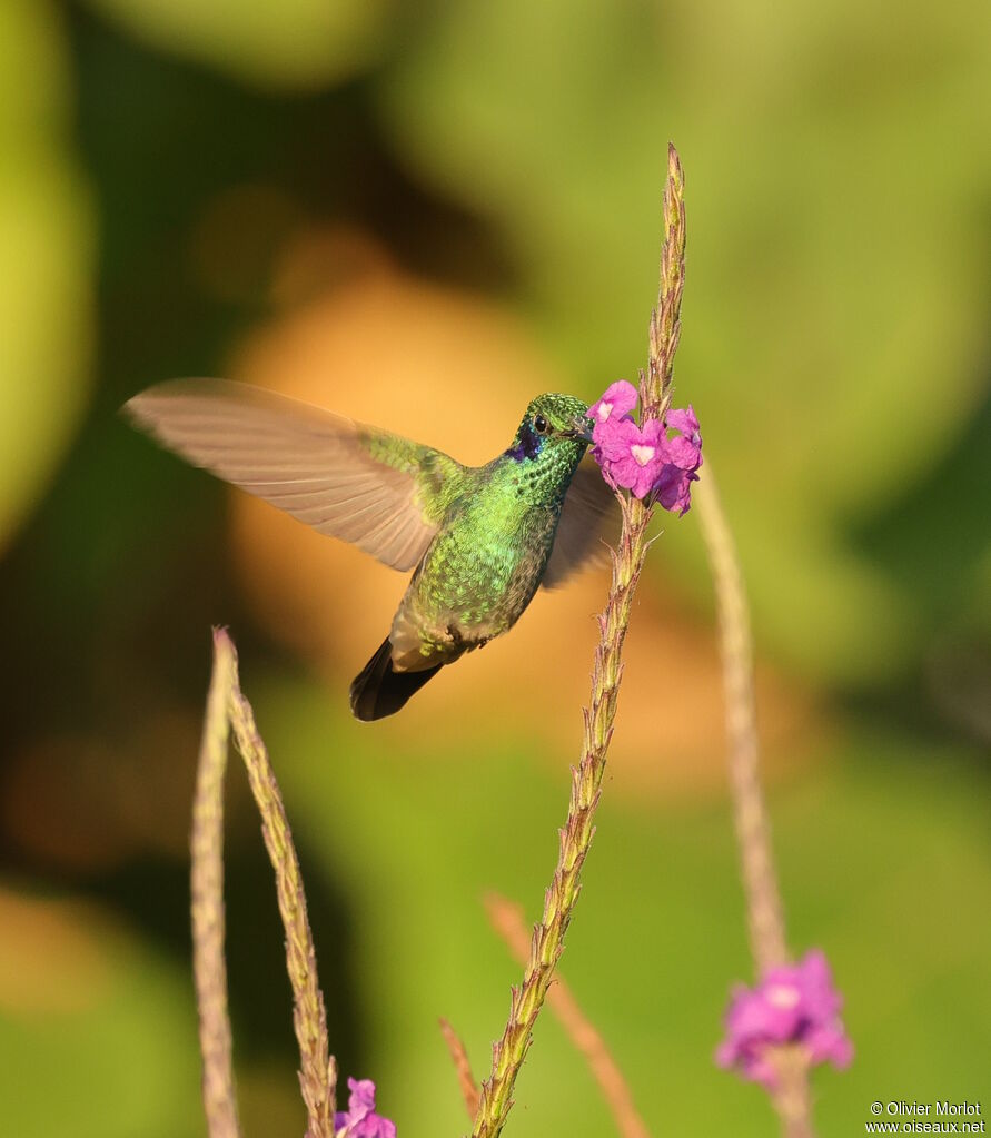 Colibri cyanote