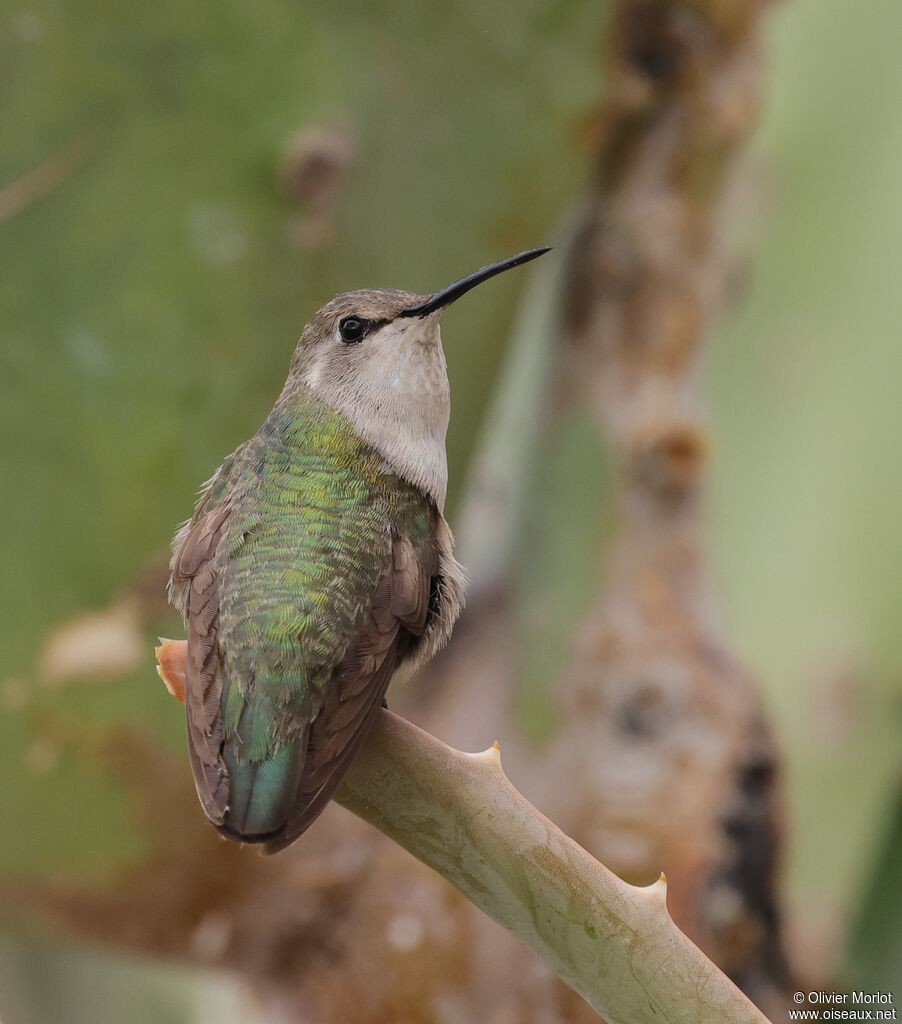Costa's Hummingbird female