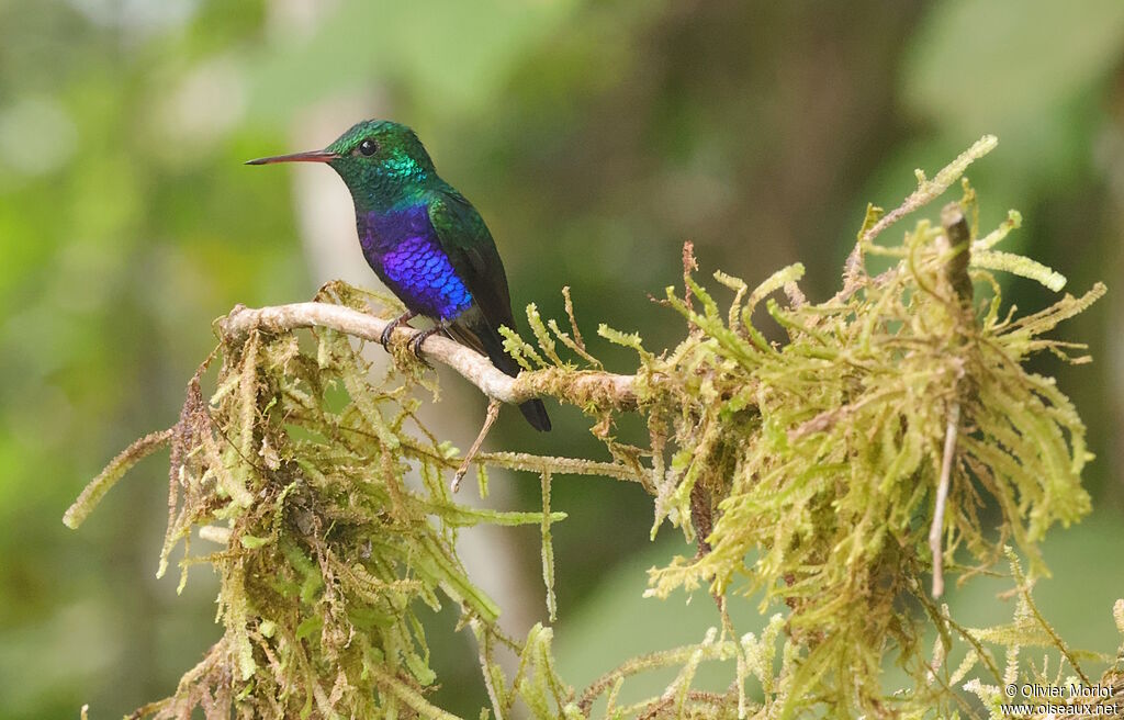 Violet-bellied Hummingbird