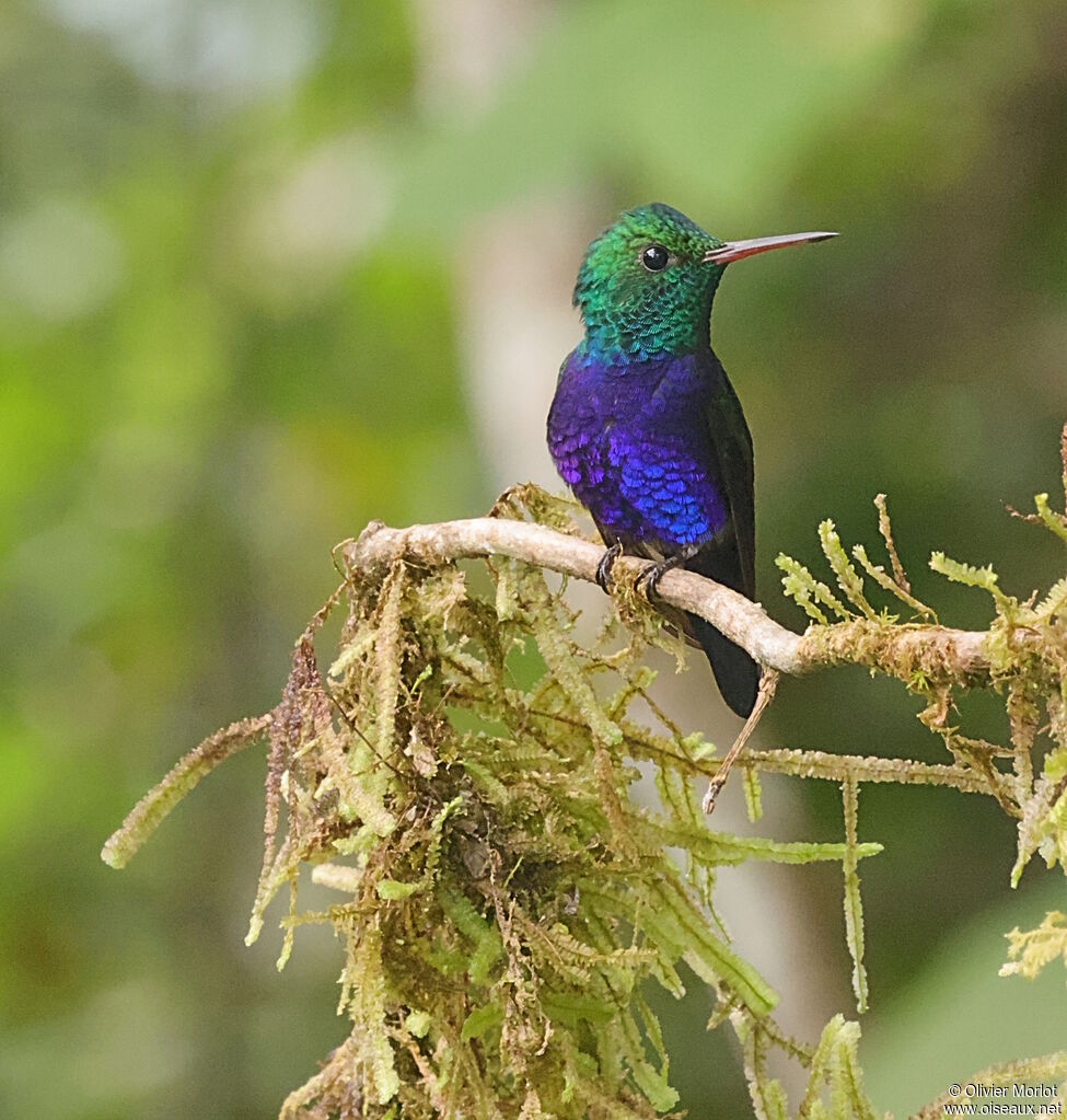 Violet-bellied Hummingbird