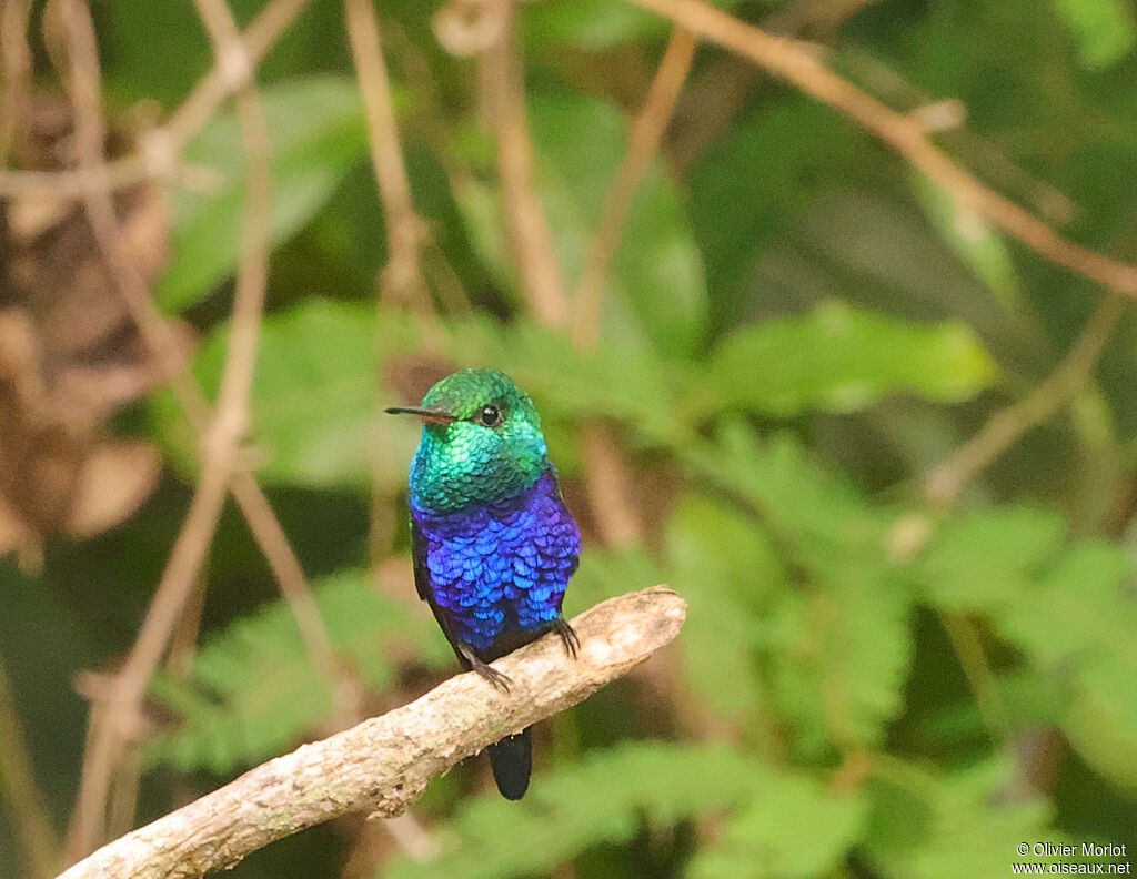 Violet-bellied Hummingbird