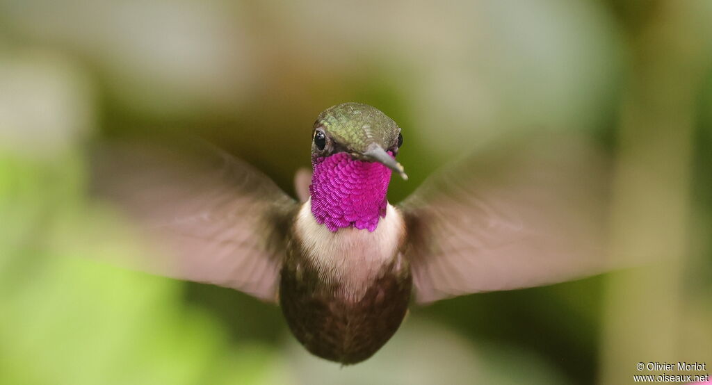 Colibri de Mitchell mâle