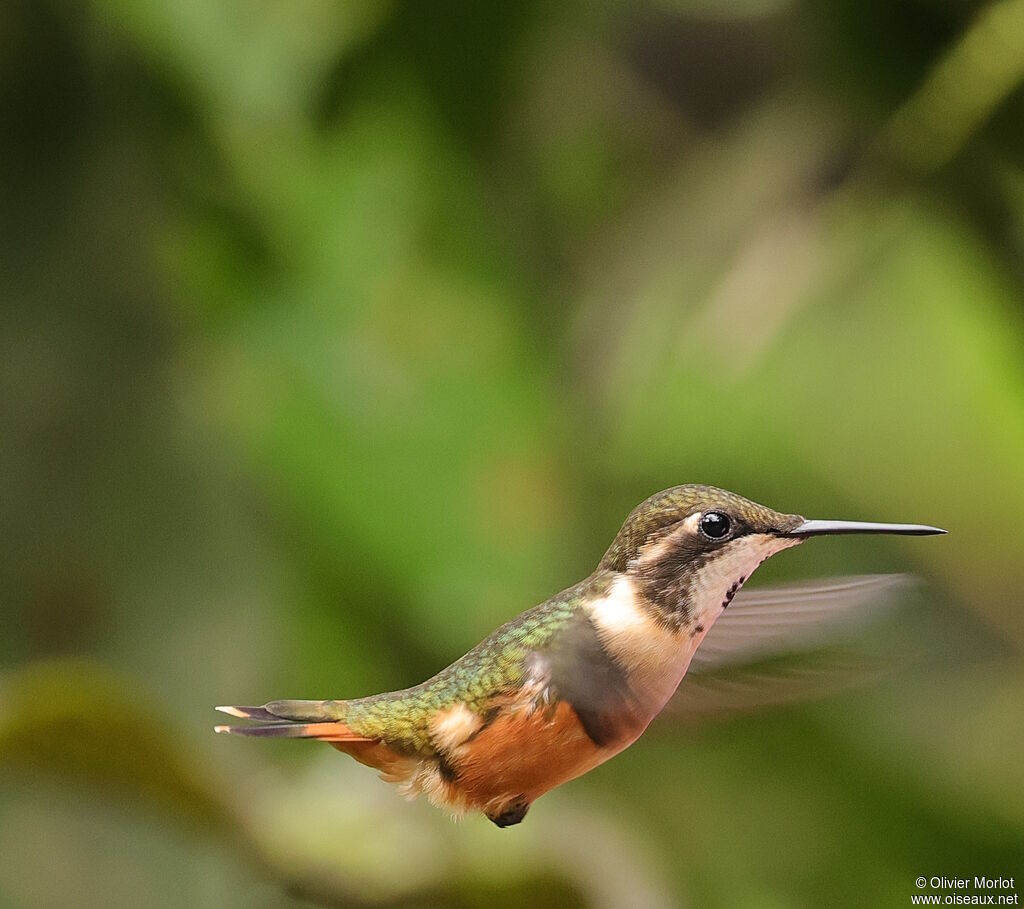 Colibri de Mitchell femelle