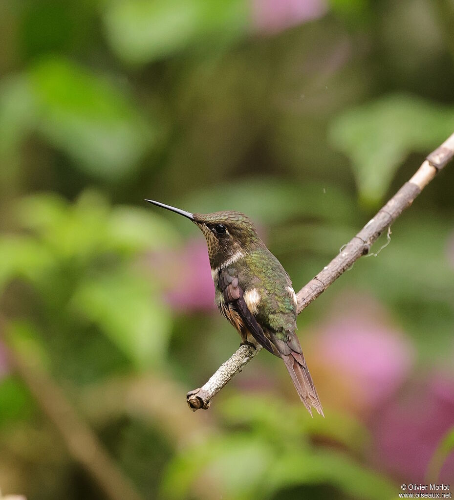 Colibri de Mitchell mâle