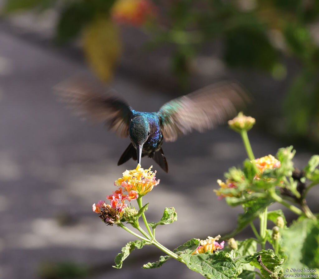 Colibri faux-saphir mâle