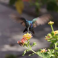 Colibri faux-saphir