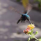 Colibri faux-saphir