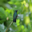 Colibri faux-saphir