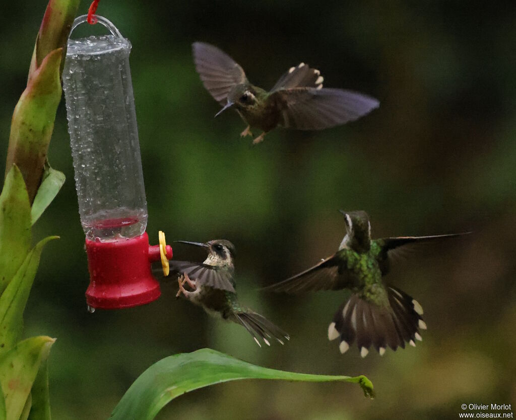 Speckled Hummingbird