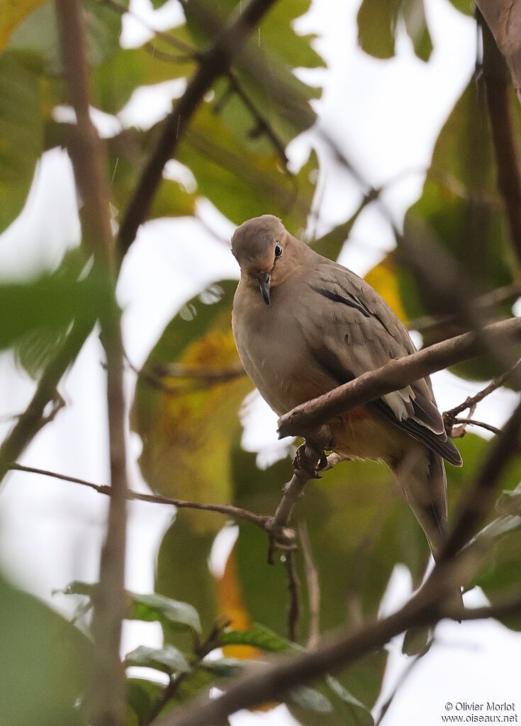 Colombe picui