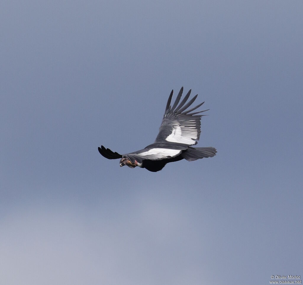Andean Condor