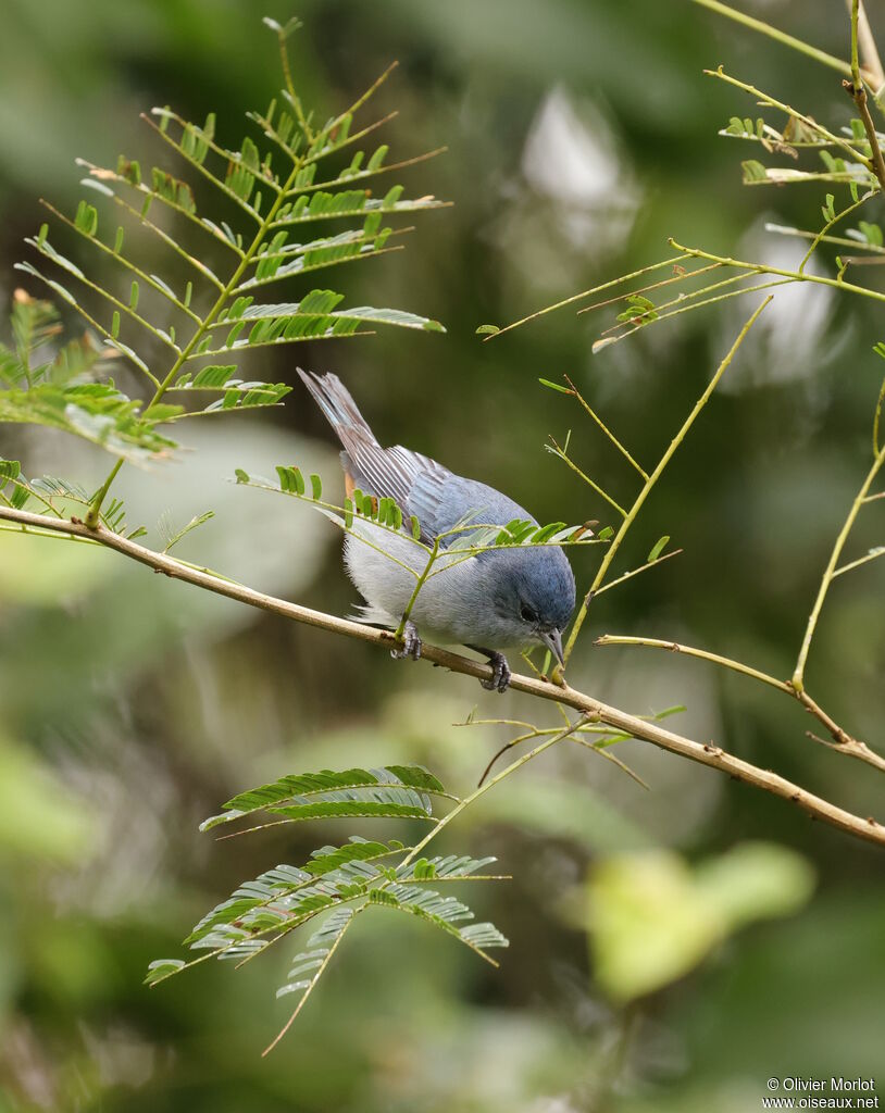 Chestnut-vented Conebill male
