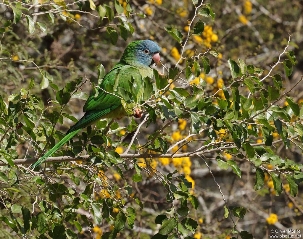 Conure à tête bleue