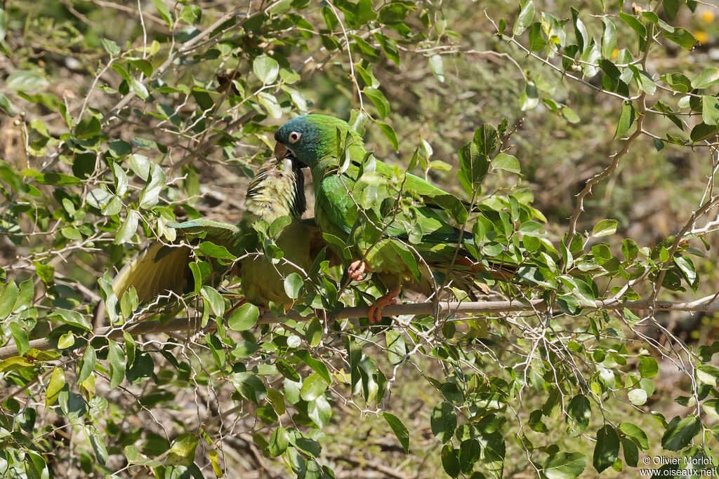 Conure à tête bleue