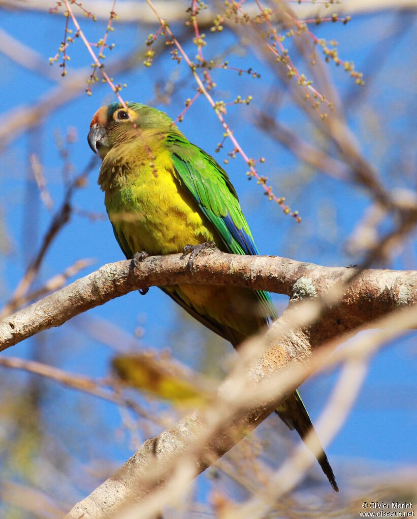 Peach-fronted Parakeet