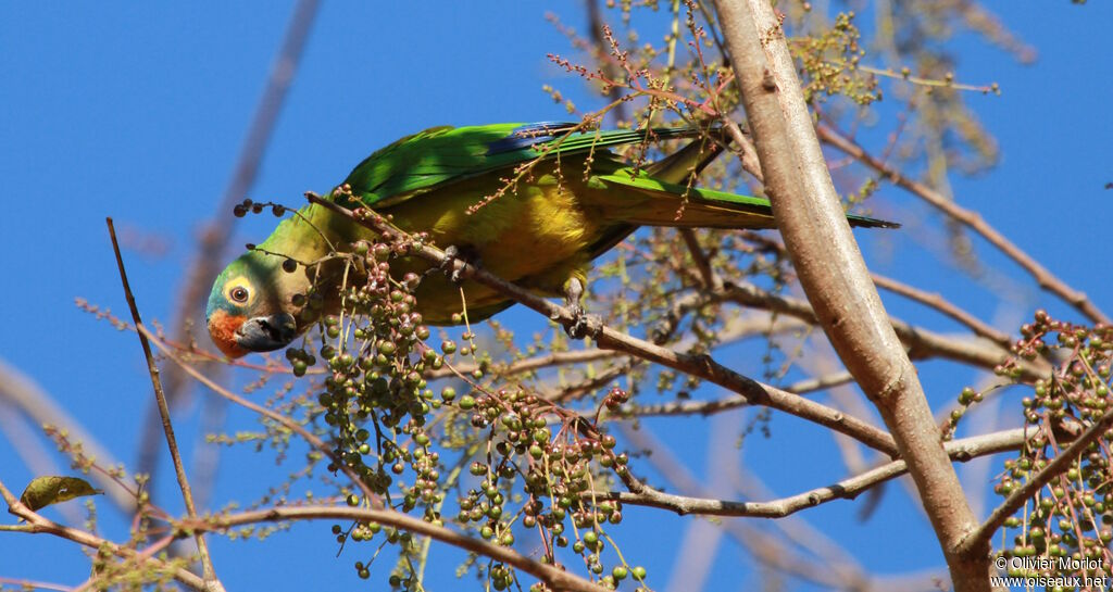 Peach-fronted Parakeet