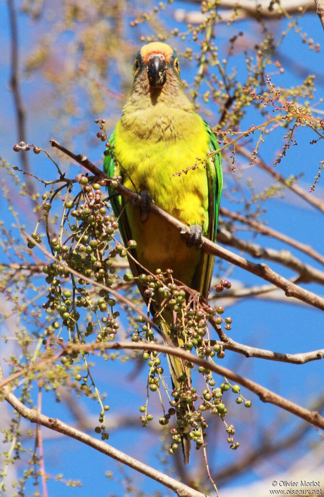 Peach-fronted Parakeet