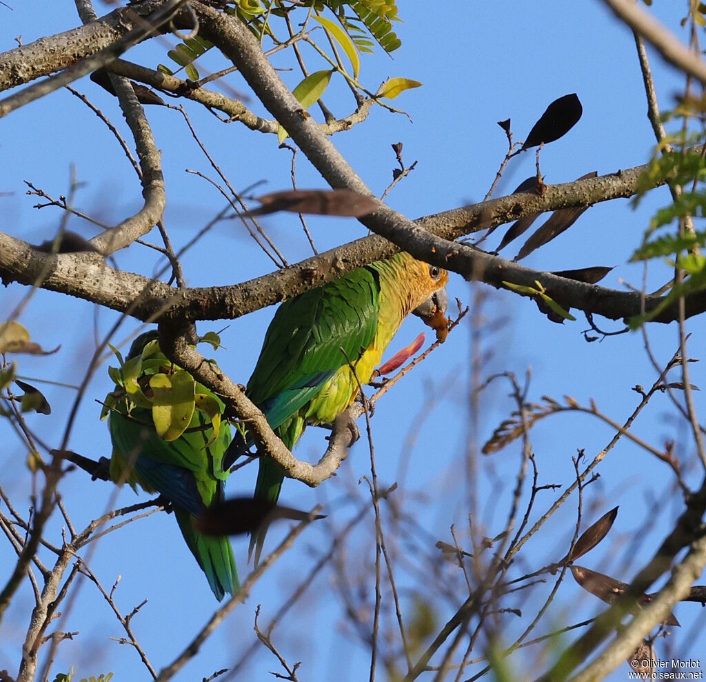 Conure cuivrée