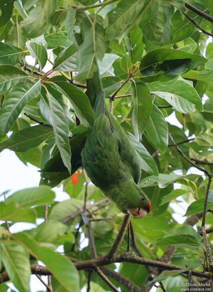 Conure de Wagler