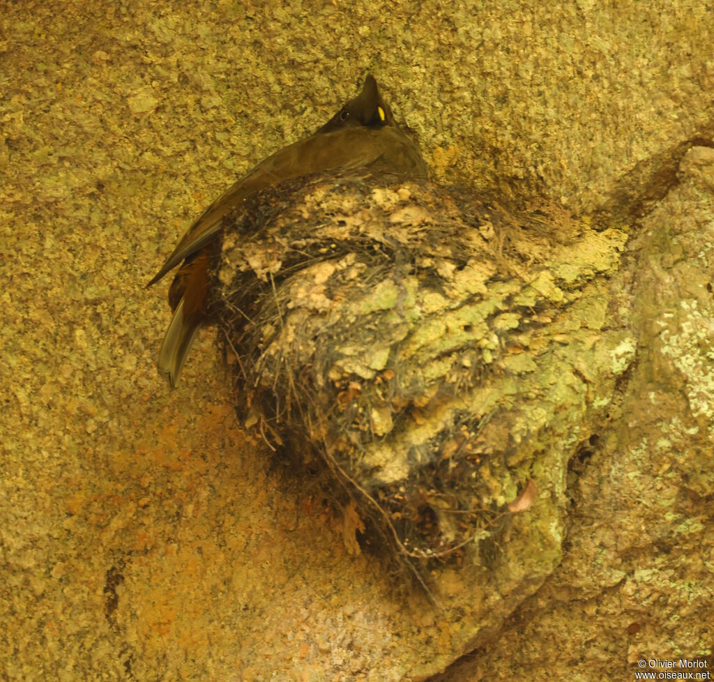 Coq-de-roche orange femelle