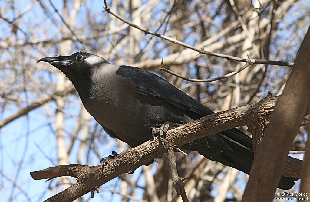 Corbeau familier