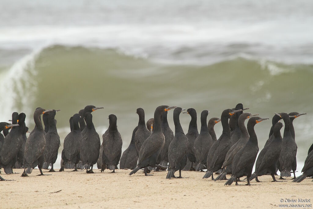 Cape Cormorant