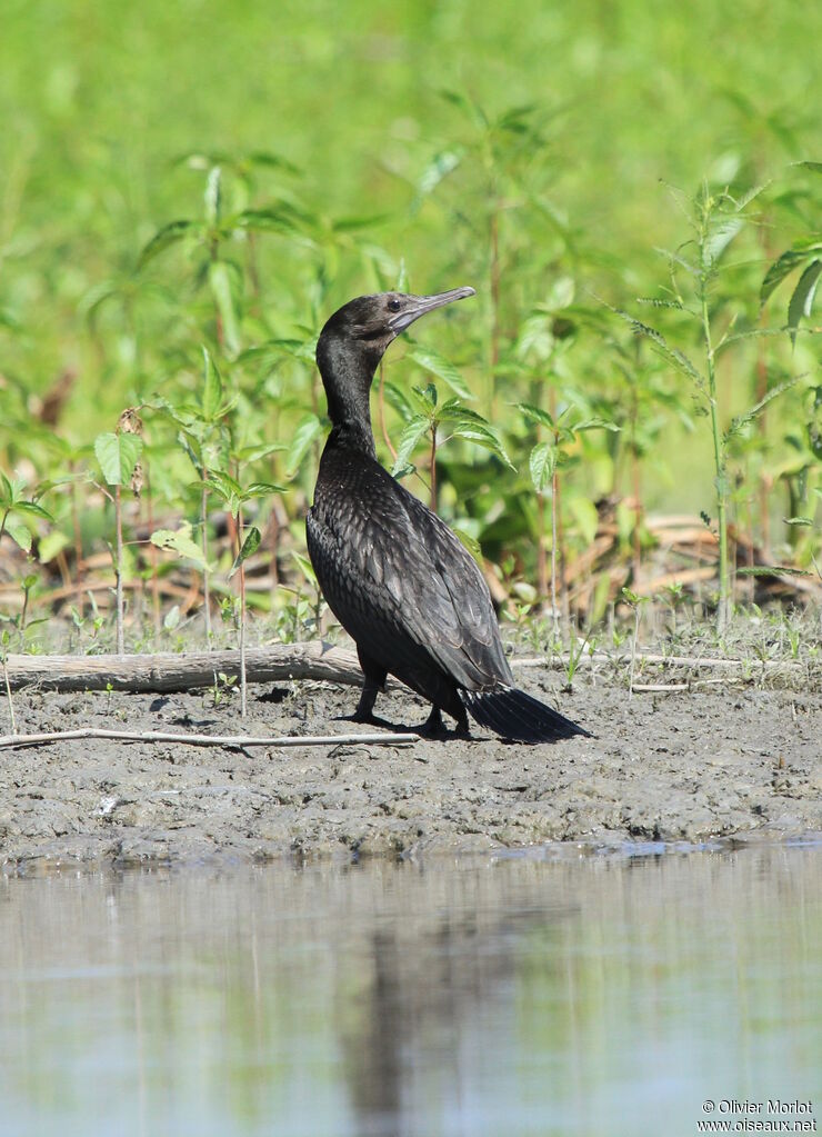 Cormoran noir