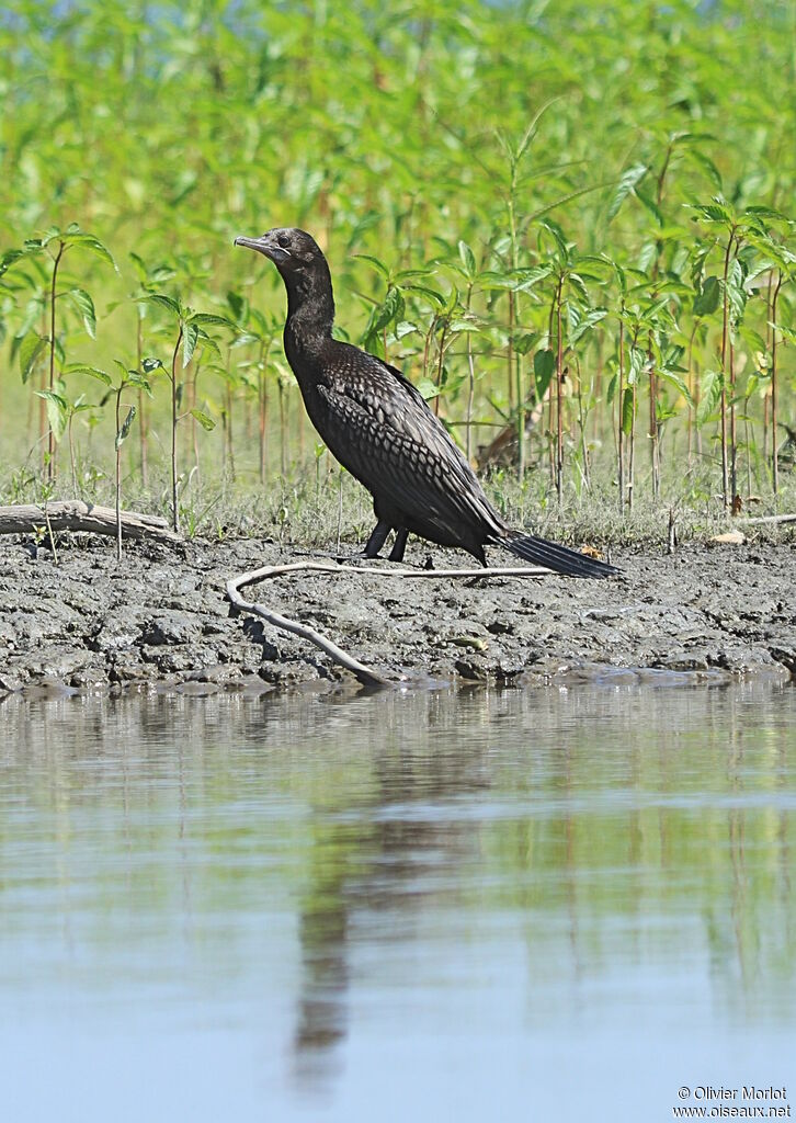 Cormoran noir